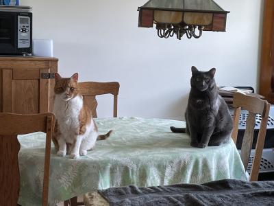 Rocky and Gerry the cats sitting on a tablecloth covered table